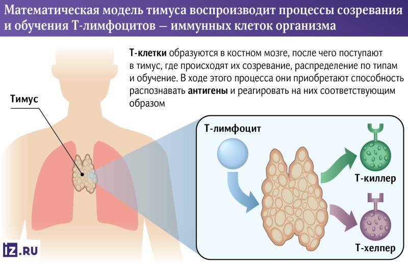 Самый тимус: цифровая «фабрика» иммунных клеток поможет в борьбе с ВИЧ