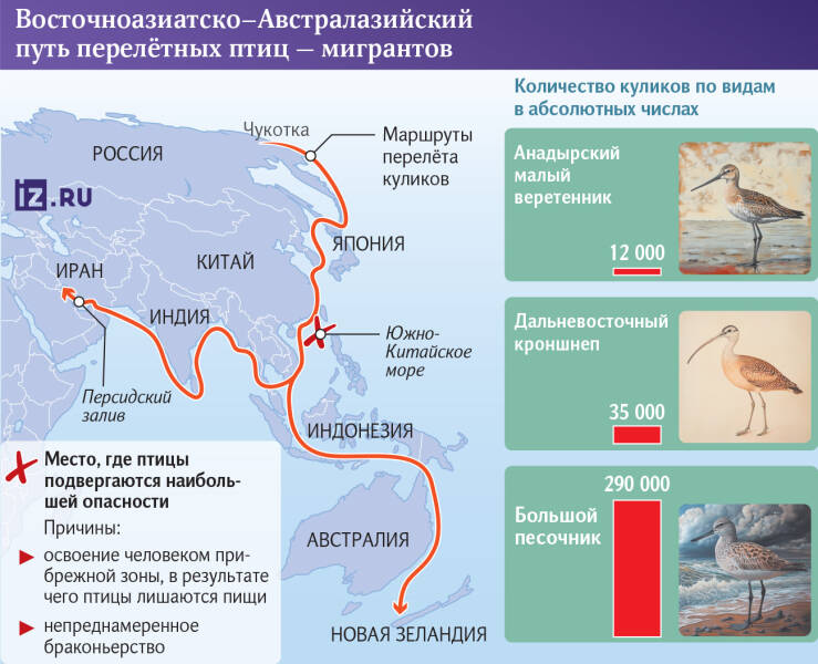 Нащелкать клювом: исчезновение краснокнижных птиц нарушит экосистему Дальнего Востока